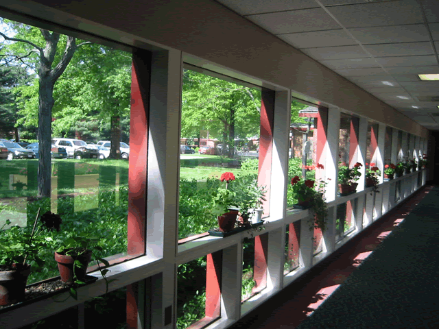 Geraniums at Meadow Lakes